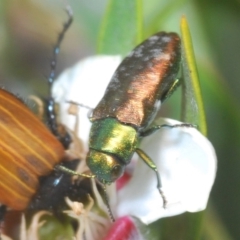 Diphucrania cupripennis (A Jewel Beetle) at Nimmo, NSW - 22 Dec 2019 by Harrisi