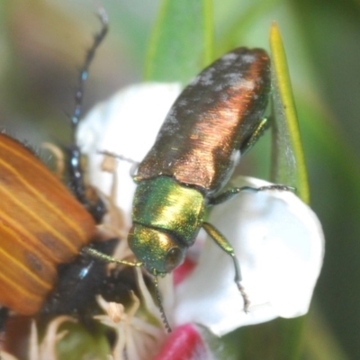 Diphucrania cupripennis (A Jewel Beetle) at Nimmo, NSW - 22 Dec 2019 by Harrisi
