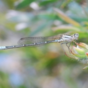 Austroagrion watsoni at Nimmo, NSW - 22 Dec 2019