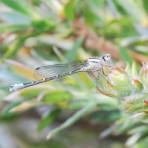 Austroagrion watsoni at Nimmo, NSW - 22 Dec 2019