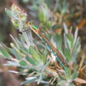 Austrolestes cingulatus at Nimmo, NSW - 22 Dec 2019