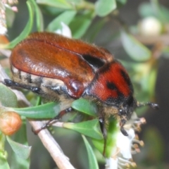 Bisallardiana gymnopleura (Brown flower chafer) at Peak View, NSW - 22 Dec 2019 by Harrisi