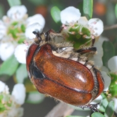 Bisallardiana gymnopleura at Peak View, NSW - 22 Dec 2019