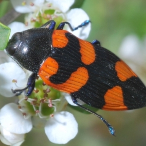 Castiarina thomsoni at Anembo, NSW - 22 Dec 2019 05:09 PM