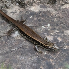 Eulamprus quoyii (Eastern Water Skink) at Wingecarribee Local Government Area - 1 Jan 2017 by JanHartog