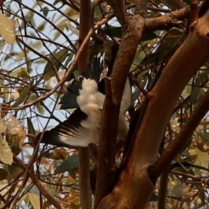 Lalage tricolor at Kambah, ACT - 24 Dec 2019 08:24 AM