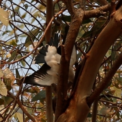 Lalage tricolor (White-winged Triller) at Kambah, ACT - 24 Dec 2019 by HelenCross