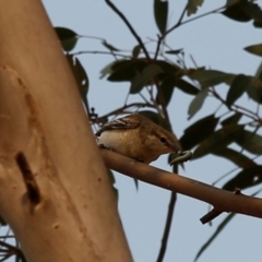 Lalage tricolor at Kambah, ACT - 24 Dec 2019 08:24 AM