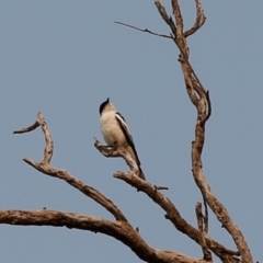 Lalage tricolor at Kambah, ACT - 24 Dec 2019 08:24 AM