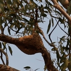 Lalage tricolor at Kambah, ACT - 24 Dec 2019 08:24 AM