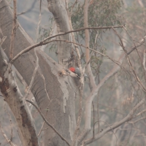 Callocephalon fimbriatum at Acton, ACT - 17 Dec 2019