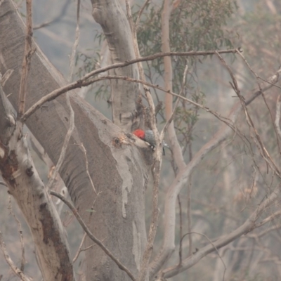 Callocephalon fimbriatum (Gang-gang Cockatoo) at Black Mountain - 17 Dec 2019 by robynkirrily