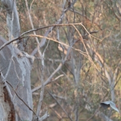Callocephalon fimbriatum (Gang-gang Cockatoo) at Black Mountain - 22 Dec 2019 by robynkirrily
