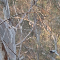 Callocephalon fimbriatum (Gang-gang Cockatoo) at Acton, ACT - 22 Dec 2019 by robynkirrily