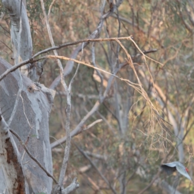 Callocephalon fimbriatum (Gang-gang Cockatoo) at Black Mountain - 22 Dec 2019 by robynkirrily