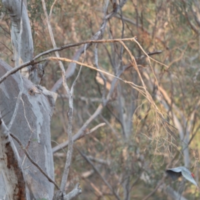 Callocephalon fimbriatum (Gang-gang Cockatoo) at Acton, ACT - 22 Dec 2019 by robynkirrily