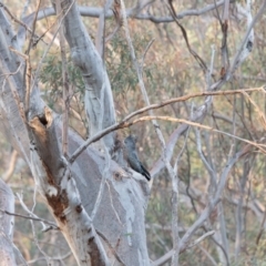 Callocephalon fimbriatum at Acton, ACT - 22 Dec 2019