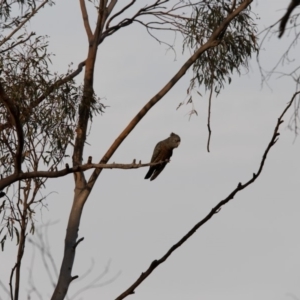 Callocephalon fimbriatum at Acton, ACT - 22 Dec 2019