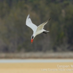 Hydroprogne caspia (Caspian Tern) at Cunjurong Point, NSW - 8 Dec 2019 by CharlesDove