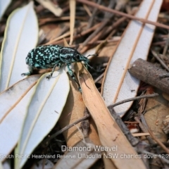 Chrysolopus spectabilis (Botany Bay Weevil) at Ulladulla, NSW - 8 Dec 2019 by CharlesDove