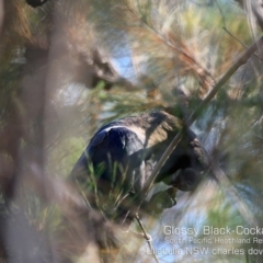 Calyptorhynchus lathami lathami (Glossy Black-Cockatoo) at Ulladulla, NSW - 8 Dec 2019 by Charles Dove
