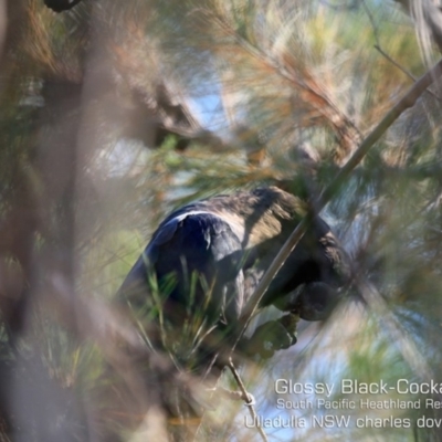 Calyptorhynchus lathami lathami (Glossy Black-Cockatoo) at South Pacific Heathland Reserve - 7 Dec 2019 by Charles Dove
