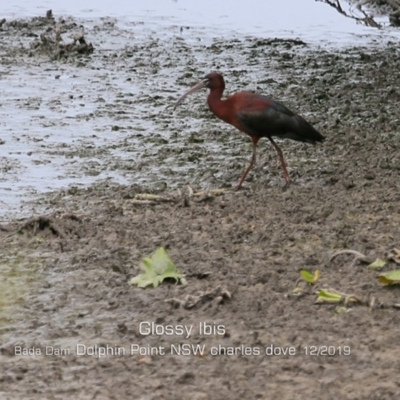 Plegadis falcinellus (Glossy Ibis) at Wairo Beach and Dolphin Point - 7 Dec 2019 by CharlesDove