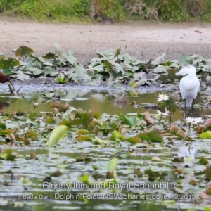 Plegadis falcinellus at Burrill Lake, NSW - 7 Dec 2019