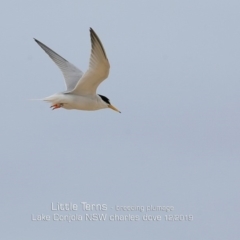 Sternula albifrons (Little Tern) at Cunjurong Point, NSW - 8 Dec 2019 by CharlesDove