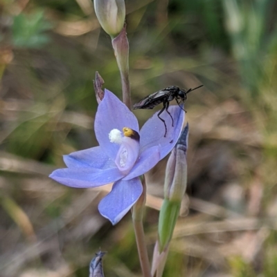 Thelymitra sp. (nuda complex) (Sun Orchid) at Cabramurra, NSW - 20 Dec 2019 by MattM