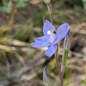 Thelymitra sp. (nuda complex) at Cabramurra, NSW - suppressed