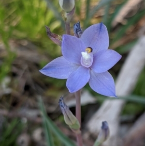 Thelymitra sp. (nuda complex) at Cabramurra, NSW - suppressed