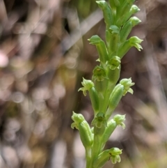 Microtis sp. aff. unifolia (Alpine onion orchid) at Cotter River, ACT - 23 Dec 2019 by MattM