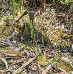 Microtis sp. aff. unifolia at Cotter River, ACT - 23 Dec 2019