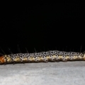 Agaristinae (subfamily) at Acton, ACT - 22 Dec 2019