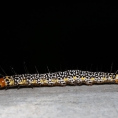 Agaristinae (subfamily) (A Day-Flying Moth) at Acton, ACT - 22 Dec 2019 by rawshorty