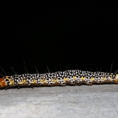 Agaristinae (subfamily) (A Day-Flying Moth) at Acton, ACT - 23 Dec 2019 by rawshorty