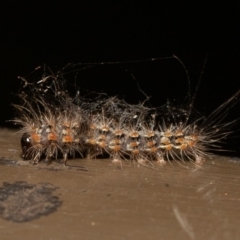 Arctiinae (subfamily) (A Tiger Moth or Woolly Bear) at Acton, ACT - 22 Dec 2019 by rawshorty