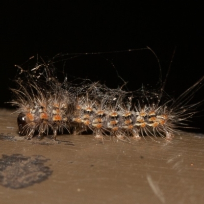 Arctiinae (subfamily) (A Tiger Moth or Woolly Bear) at ANBG - 22 Dec 2019 by rawshorty