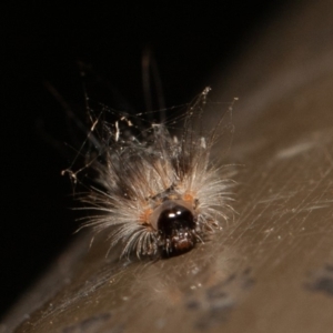 Arctiinae (subfamily) at Acton, ACT - 23 Dec 2019 08:51 AM