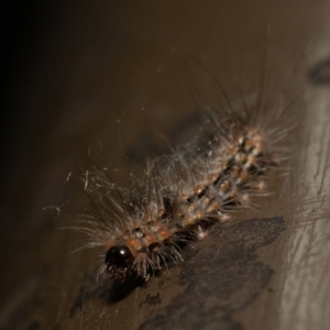 Arctiinae (subfamily) at Acton, ACT - 23 Dec 2019