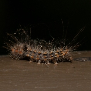 Arctiinae (subfamily) at Acton, ACT - 23 Dec 2019