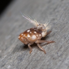 Scolypopa australis (Passionvine hopper, Fluffy bum) at Acton, ACT - 23 Dec 2019 by rawshorty