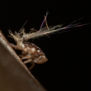 Scolypopa australis at Acton, ACT - 23 Dec 2019