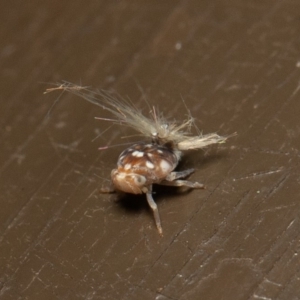 Scolypopa australis at Acton, ACT - 23 Dec 2019