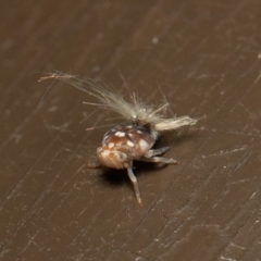 Scolypopa australis at Acton, ACT - 23 Dec 2019