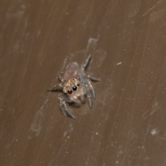 Prostheclina sp (genus) (A jumping spider) at Acton, ACT - 23 Dec 2019 by rawshorty