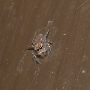 Prostheclina sp (genus) at Acton, ACT - 23 Dec 2019