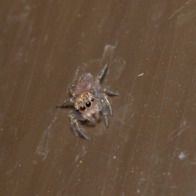 Prostheclina sp (genus) (A jumping spider) at ANBG - 22 Dec 2019 by rawshorty