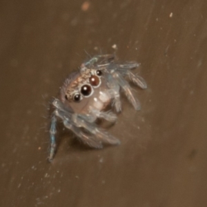 Prostheclina sp (genus) at Acton, ACT - 23 Dec 2019